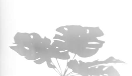 Shadows from plants on a white wall. Shadow of monstera leaves on a white background.の写真素材