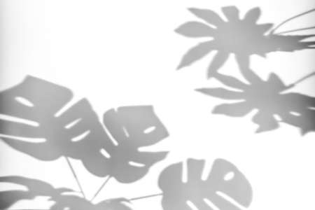 Shadows from plants on a white wall. Shadow of monstera leaves on a white background.