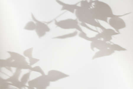 Shadows from plants on a white wall. Pattern from the leaves of flowers, bushes or trees. Beautiful background of plant leaves.の写真素材
