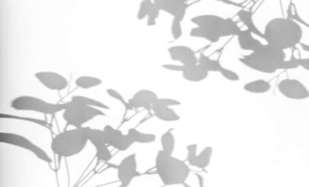 Shadows from plants on a white wall. Pattern from the leaves of flowers, bushes or trees. Beautiful...
