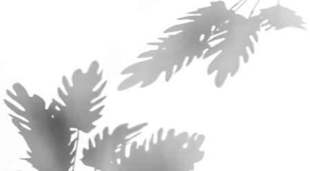 Shadows from plants on a white wall. Pattern from the leaves of flowers, bushes or trees. Beautiful background of plant leaves.の写真素材