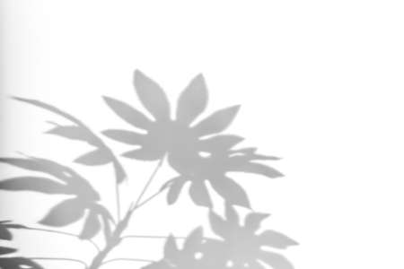 Shadows from plants on a white wall. Pattern from the leaves of flowers, bushes or trees. Beautiful background of plant leaves.の写真素材