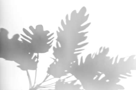 Shadows from plants on a white wall. Pattern from the leaves of flowers, bushes or trees. Beautiful background of plant leaves.の写真素材