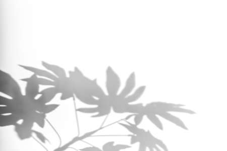 Shadows from plants on a white wall. Pattern from the leaves of flowers, bushes or trees. Beautiful background of plant leaves.の写真素材