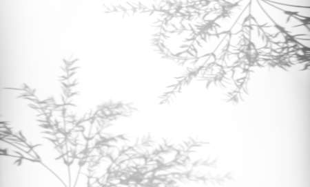 Shadows from plants on a white wall. Pattern from the leaves of flowers, bushes or trees. Beautiful background of plant leaves.の写真素材