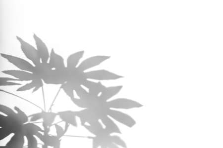 Shadows from plants on a white wall. Pattern from the leaves of flowers, bushes or trees. Beautiful background of plant leaves.の写真素材