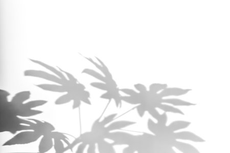 Shadows from plants on a white wall. Pattern from the leaves of flowers, bushes or trees. Beautiful background of plant leaves.の写真素材