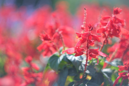 Beautiful background. Red flowerの写真素材