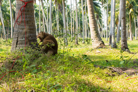 macaque sitting under the coconut.の写真素材