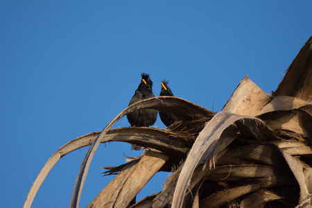 The  bird is on the tree.の写真素材