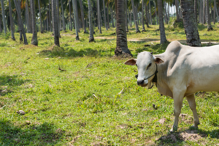 cows at summer green fieldの写真素材