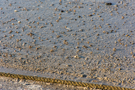 baby crab crowd walking on the beach.