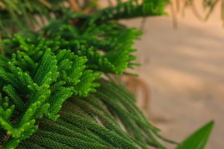 The beauty of the pineの写真素材