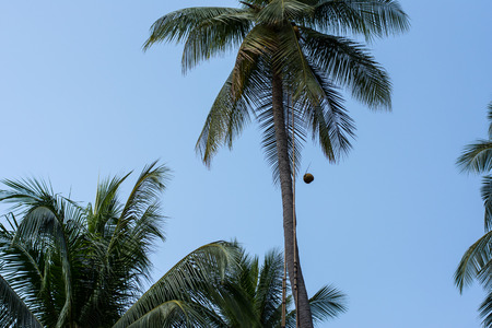 Coconut drop to the groundの写真素材