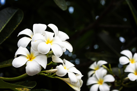 Beautiful flower background. flowering in the garden at the middle of sunny summer of spring day. の写真素材