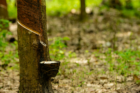 latex extracted from rubber tree source of natural rubberの写真素材