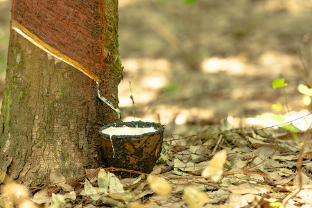 latex extracted from rubber tree source of natural rubberの写真素材