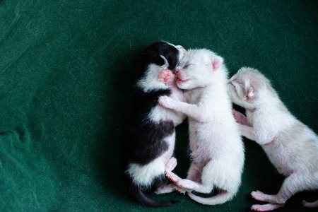 Three kittens are sleeping in a box.の写真素材