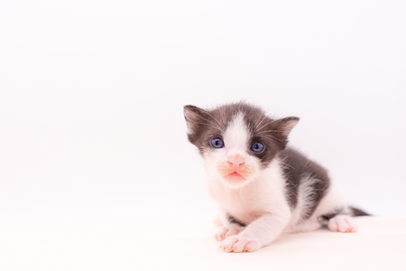 Small kitten isolated on white background.の写真素材