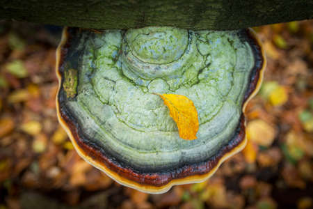 fungus with leaves in autumnの写真素材