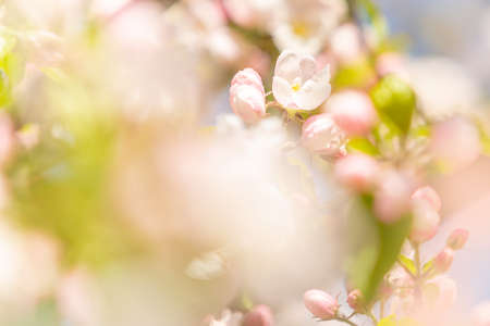Sunny apple blossom during the spring seasonの写真素材