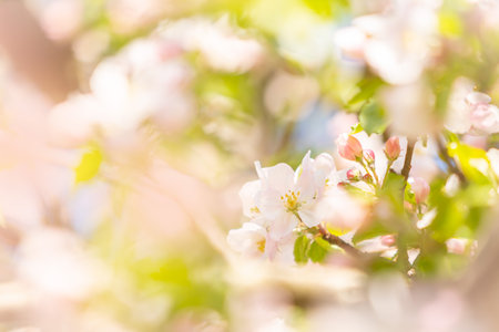 Sunny apple blossom during the spring seasonの写真素材