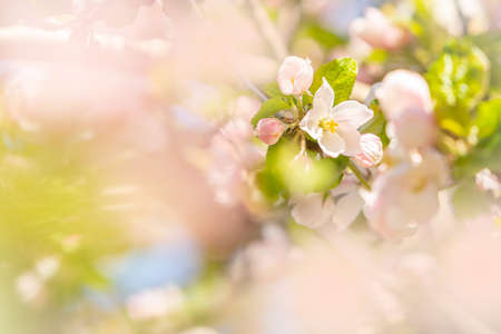 Sunny apple blossom during the spring seasonの写真素材