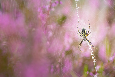 Wasp spider in a web on the heathen in the Netherlandsの写真素材