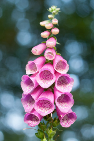 Foxglove in bloom in the forest of Ermelo, Veluwe, Gelderland, The Netherlandsの写真素材