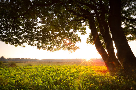 Sunset on wild berries on the Veluwe, in Gelderland - The Netherlandsの写真素材