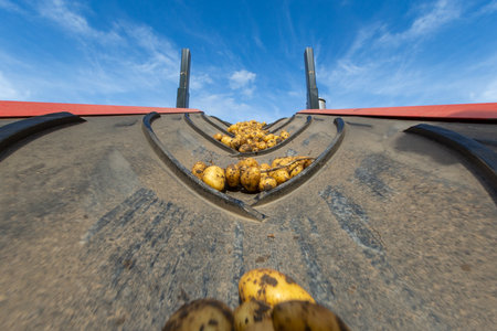 Fresh harvested potatoes transported on conveyor beltの写真素材