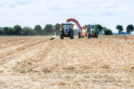 Harvesting potatoes with tractors from the fieldの写真素材