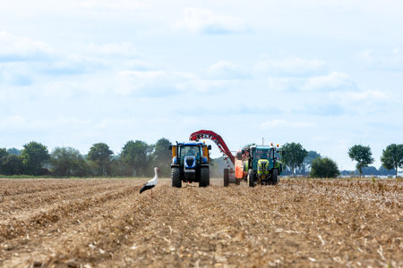 Bird watching over land as farmer is harvesting crops.の写真素材