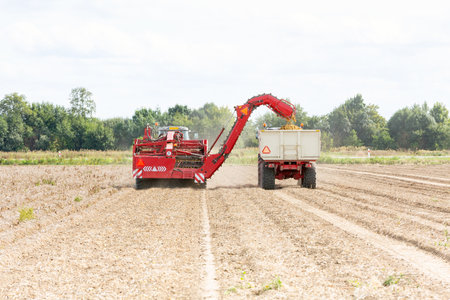 Harvesting potatoes with tractors from the fieldの写真素材