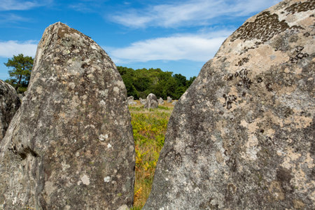 Pre celtic standing granite stones or menhirs in Carnacの写真素材