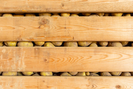 Potatoes in a wooden box stored for winterの写真素材