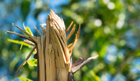 A fragment of a broken tree trunkの写真素材