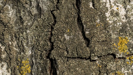 Old birch bark close up with mossの写真素材