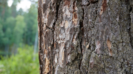 Embossed tree bark in the forestの写真素材