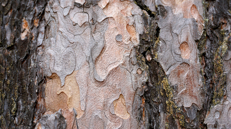 Embossed tree bark in the forestの写真素材