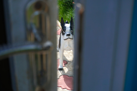 Not the real dog at the house guardの写真素材