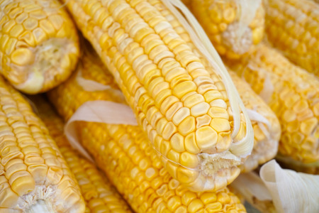Close up of group of fresh ripe corn at a farmers market.