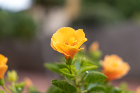 Closeup of bright yellow escholzia flower with green stem and leaves growing in garden on sunny day