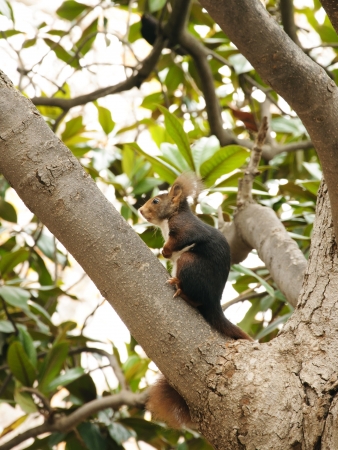 Eurasian Red Squirrel (Sciurus Vulgaris) sitting on a treeの写真素材