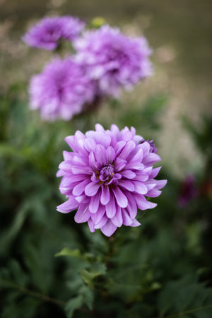 Colorful Dahlia flower growing in the garden with defocused backgroundの写真素材