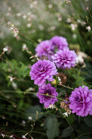 Lilac flowers blooming in the gardenの写真素材