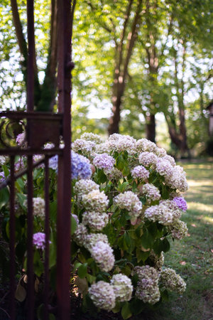 Hydrangeas blooming at the foot of a forged metal fence in a village in France.