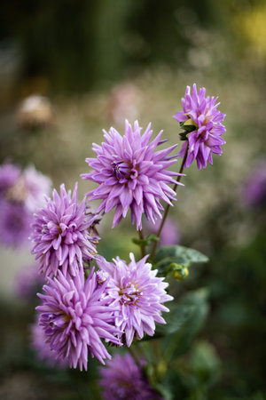 Some purple flowers growing in different directions in Franceの写真素材