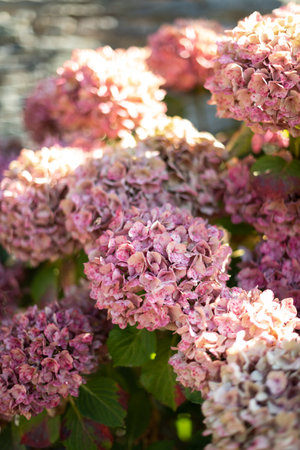 Several pink hydrangeas bloom during the spring as they receive sunlight. Selective focus. Out of focus background.の写真素材