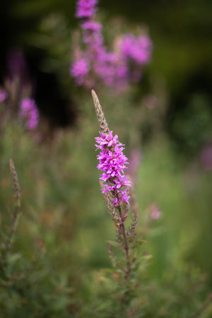 Close-up of a lilac-colored flower on an unfocused background. Wildflower blooming during spring in French countryside.の写真素材